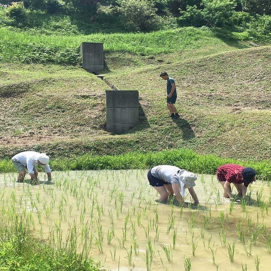 無印良品さんのインスタグラム写真 - (無印良品Instagram)「「無印良品 鴨川里山トラスト」2019年の活動 - 千葉県鴨川市にある、雨水だけで耕作する天水棚田。 高齢化にともない維持管理が困難になっていたこの棚田を、都市に住む人達と共に保全することで、自然環境・伝統的なくらしの文化・人と自然が調和した里山空間を、未来の世代へ手渡したい。 そんな想いから良品計画は、NPO法人うずと共同で2014年5月から田植え・田の草取り・稲刈りなどの農業体験イベントを行ってきました。2016年からは、棚田のみならず、里山全体の「時間と空間」を価値ある社会の共有財産として保全するため、「無印良品 鴨川里山トラスト」として活動の幅を広げています。 2019年度は、「田植え」（5月18日）、「田の草取りとお箸づくり」（6月8日）、「田の草取りとすがい縄づくり」（7月13日）、「稲刈り」（9月7日）とこれまでに4回のイベントを開催し、64名のお客さまが参加されました。 地道な作業を通して米作りの大変さと収穫の喜びを味わいながら、生き物に触れ、土の感触を肌で感じ、都市ではできない里山での体験を大人もこどもも楽しみました。 今後も「無印良品 鴨川里山トラスト」の活動が、日本の農業や食、そして里山に伝わる文化について考えるきっかけになればと考えています。 - 鴨川里山トラストのイベント情報はMUJI passport アプリを通じて配信していきますので、皆さまのご参加を心よりお待ちしています。 - #無印良品 #MUJI #鴨川里山トラスト」10月28日 17時00分 - muji_global