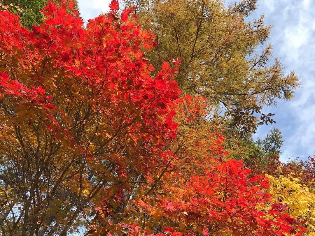 石橋美希さんのインスタグラム写真 - (石橋美希Instagram)「先週、取材で雫石町の秋を 巡ってきました🍁 雫石プリンスホテルでは、 ロープウェーに乗って空中散歩🚡 上に上がるにつれて木々が赤や黄色、 オレンジに色づく様子が鮮やかで美しかったです☺️🍁 今月いっぱいまで見頃が楽しめるそうですよ〜👀✨ 紅葉狩りをしたあとは、 手打ちそば「極楽乃」で新そばを頂きました🏕 いまのおすすめは、 旬のキノコがたっぷり入った「きのこそば」🥢 とろみがかった熱々の汁に キノコの旨味が溶け込んでいて美味しかったです😋♡ 盛岡の街が色づくのも楽しみですね😌🍁 #雫石 #雫石プリンスホテル #紅葉ロープウェー #紅葉 #新そば #極楽乃 #きのこそばは #きのこがなくなり次第終了 #動画はFNNPRIMEから」10月28日 17時41分 - miki_ishibashi_mit