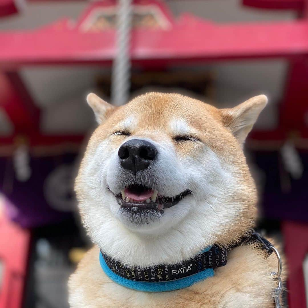 まる（まるたろう）さんのインスタグラム写真 - (まる（まるたろう）Instagram)「Be smiling on Monday!✨🐶☺️✨パパ、斜め下からお写真撮るとさ、アゴ肉が多めにあるように見えちゃうでしょ？ #それ女子に嫌われるテクだよ #こないだテレビで言ってた #気をつけるように #この角度はまるく見える #月曜日は笑顔で頑張る日」10月28日 9時14分 - marutaro