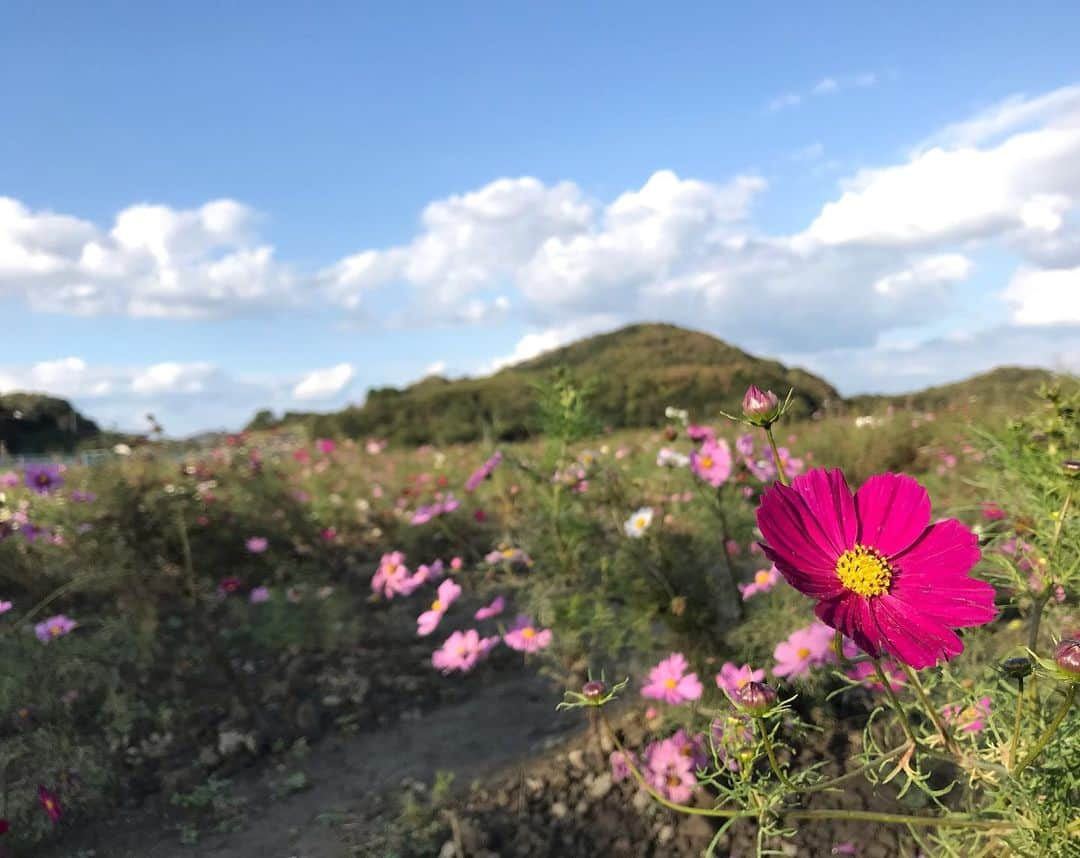 佐野優子さんのインスタグラム写真 - (佐野優子Instagram)「✿ 満開の秋桜🌸… ではなかったけど、天気も良くって最高でした⑅◡̈ ✿ ✿ ソフトクリームは絶対に食べる🍦 ✿ ✿ #道の駅 #笠岡ベイファーム  #こすもす畑 #秋桜 #ソフトクリーム」10月28日 9時55分 - yuko12345