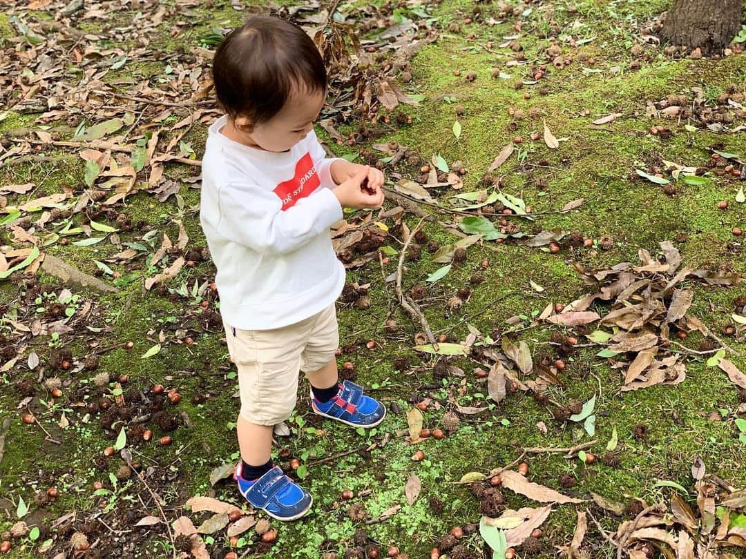 花田浩菜のインスタグラム：「秋を感じられる自然たっぷりの公園で、お天気の良かった週末はピクニック😊🏕❤️ . 今年になって、おうちの近くにどんぐり落ちてるね〜と集めて以来どんぐり好きになった息子は、 ストーリーにもあげましたが 『どんぐり♪どんぐり♪』とオリジナルソングを歌いながらw絵本に出てきそうなぷっくりどんぐりを歌いながら嬉しそうに集めていました😊❤️🌰 . . #多摩の魅力発信プロジェクト の一環で伺った#町田 にある#芹ヶ谷公園 は 都内にあるのに少し足を伸ばしただけで、こんなにも自然たっぷりな気持ちの良い公園があるなんて✨と思うほど空気も全然違う！ . 広い敷地を歩いているだけで、少しづつ色づき始めた葉っぱ🍁、近くの公園で見かけるのとは種類の違う大きなどんぐり、綺麗な季節のお花、、 子供にとって、ひろーくて自然たっぷりで制限なく自由に走り回れる公園って、どんなおもちゃよりも最高に楽しくて学びのある場所。 何より#2歳 の息子が拾い集めたどんぐりを両手にいっぱい持って歩いていたら、広場にいたおじさまに『おおーいっぱいとったね！大変だね！』とチラシを折って作った箱のどんぐり入れを頂いたりと、子供といると人の暖かさも感じます。。👶 森林浴をして心も身体も元気になった気が😊 . .  @tamahatsu_official #たま発  #tamahatsu  #PR  #多摩の魅力発信プロジェクト #町田 #芹が谷公園 #子供とお出かけ #家族でお出かけ #赤ちゃんのいる生活 #2歳1ヶ月 #男の子ママ #ママライフ #成長記録 #育児日記 #遊び場東京 #東京再発見 #お外遊び #ig_oyabakabu #happy  #happydays」