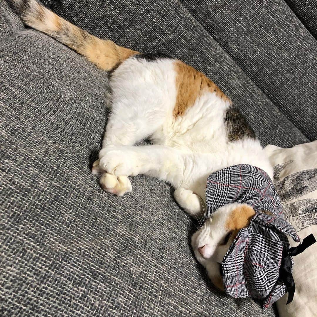 生天目仁美 さんのインスタグラム写真 - (生天目仁美 Instagram)「かぼすの写真撮ったあと 母ちゃんが『ほら、ゆずも！』と 近寄ってきた。  なかなかいい写真が撮れないみたいで しつこかったから、いやー！と言った。  もう…いいや、寝よ。  #ゆずの気持ち #猫 #探偵にゃんこ  #ゆずは内弁慶」10月28日 10時34分 - naba3po