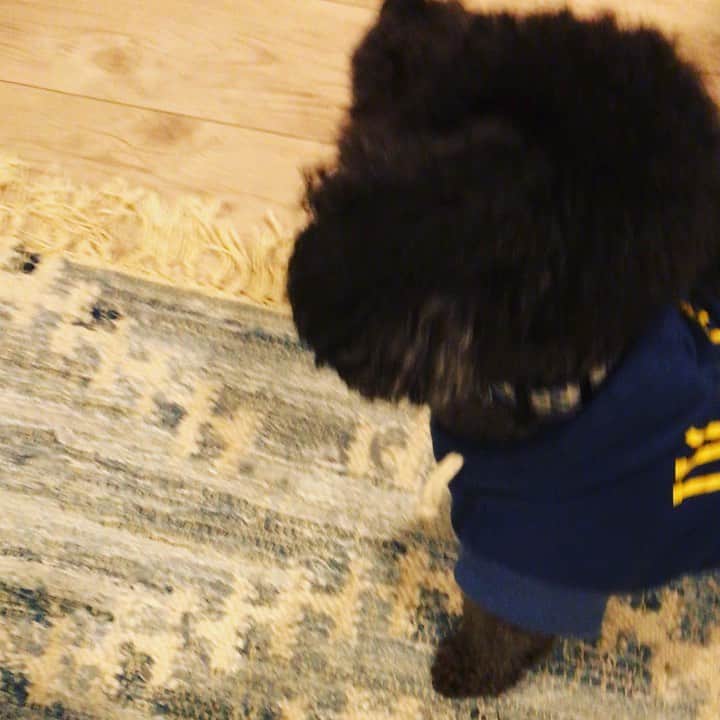 宇野剛史のインスタグラム：「魂の叫びは何故か毎度笑えます🐕  #toypoodle  #遠吠え #wolfgangmanandbeast #ucla」