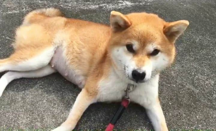 柴犬たま Shibainu Tamaのインスタグラム