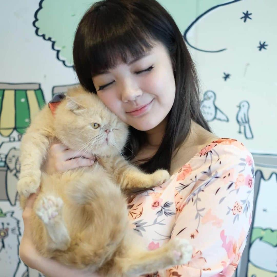 YingTzeさんのインスタグラム写真 - (YingTzeInstagram)「🌟 Caturday Cat Cafe 🌟 The place that I want to visit everytime I visit Bangkok, Thailand. This time photo with Tofu because this sweetie lay beside my table all the time ! _ Their cats are very well taken care of ~ all very relaxed around humanssss , chubby and fluffy ! 🐱 If you are a cat lover , it is a place you mist visit ! 📸 @kattokattiya  #blessed #catcafe #caturdaycatcafe #thaicats #persiancat #thailandtravel」10月28日 11時33分 - yingtze