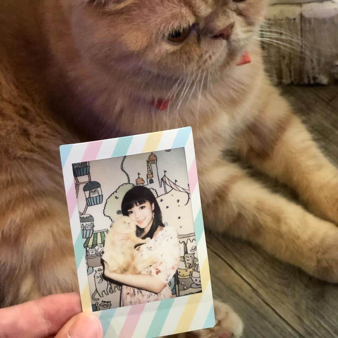 YingTzeさんのインスタグラム写真 - (YingTzeInstagram)「🌟 Caturday Cat Cafe 🌟 The place that I want to visit everytime I visit Bangkok, Thailand. This time photo with Tofu because this sweetie lay beside my table all the time ! _ Their cats are very well taken care of ~ all very relaxed around humanssss , chubby and fluffy ! 🐱 If you are a cat lover , it is a place you mist visit ! 📸 @kattokattiya  #blessed #catcafe #caturdaycatcafe #thaicats #persiancat #thailandtravel」10月28日 11時33分 - yingtze