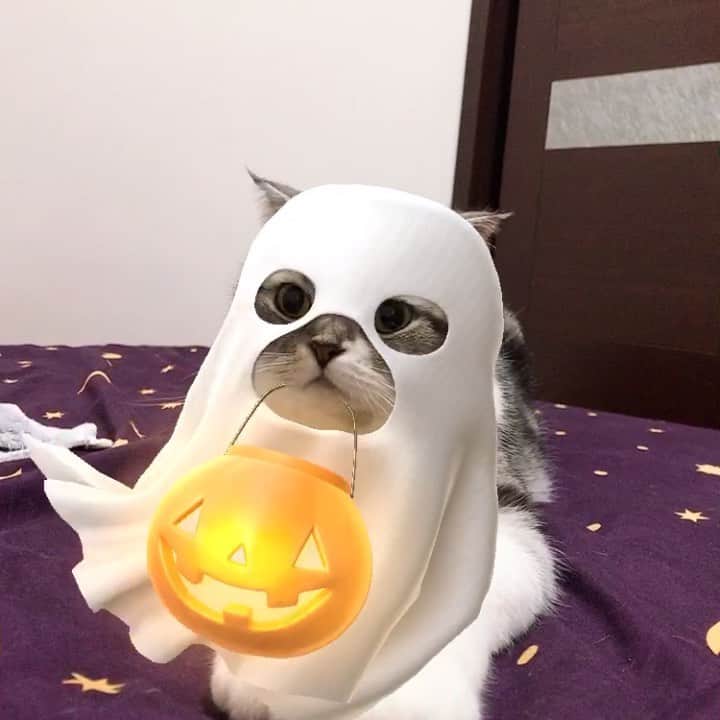 KATSUOのインスタグラム：「. 👻😺🎃 . #cat #catstagram #catsofinstagram #instacat #cutecat #katsuo#boo#trickortreat#halloween #チュールくれなきゃイタズラするにゃ」