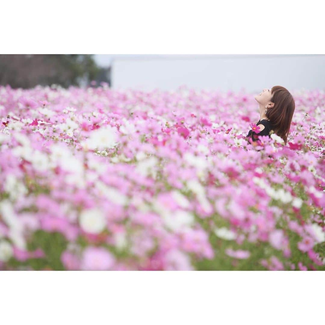 長尾麻由さんのインスタグラム写真 - (長尾麻由Instagram)「秋桜📷  #福岡生活#こすもす畑 #秋の花  #2歳男の子ママ #実はまたちょっと体重増えた#やっぱり私は食欲の秋かな」10月28日 12時13分 - mayu_nagao1117