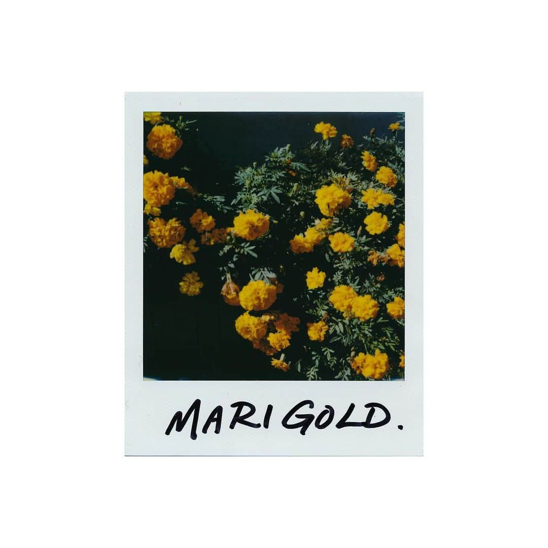 関根正悟さんのインスタグラム写真 - (関根正悟Instagram)「“M is for Monday and Marigold.” ・ Have a lovely Monday😌🙌 ・ #marigold #sx70 #polaroid #M」10月28日 12時20分 - shogosekine0319