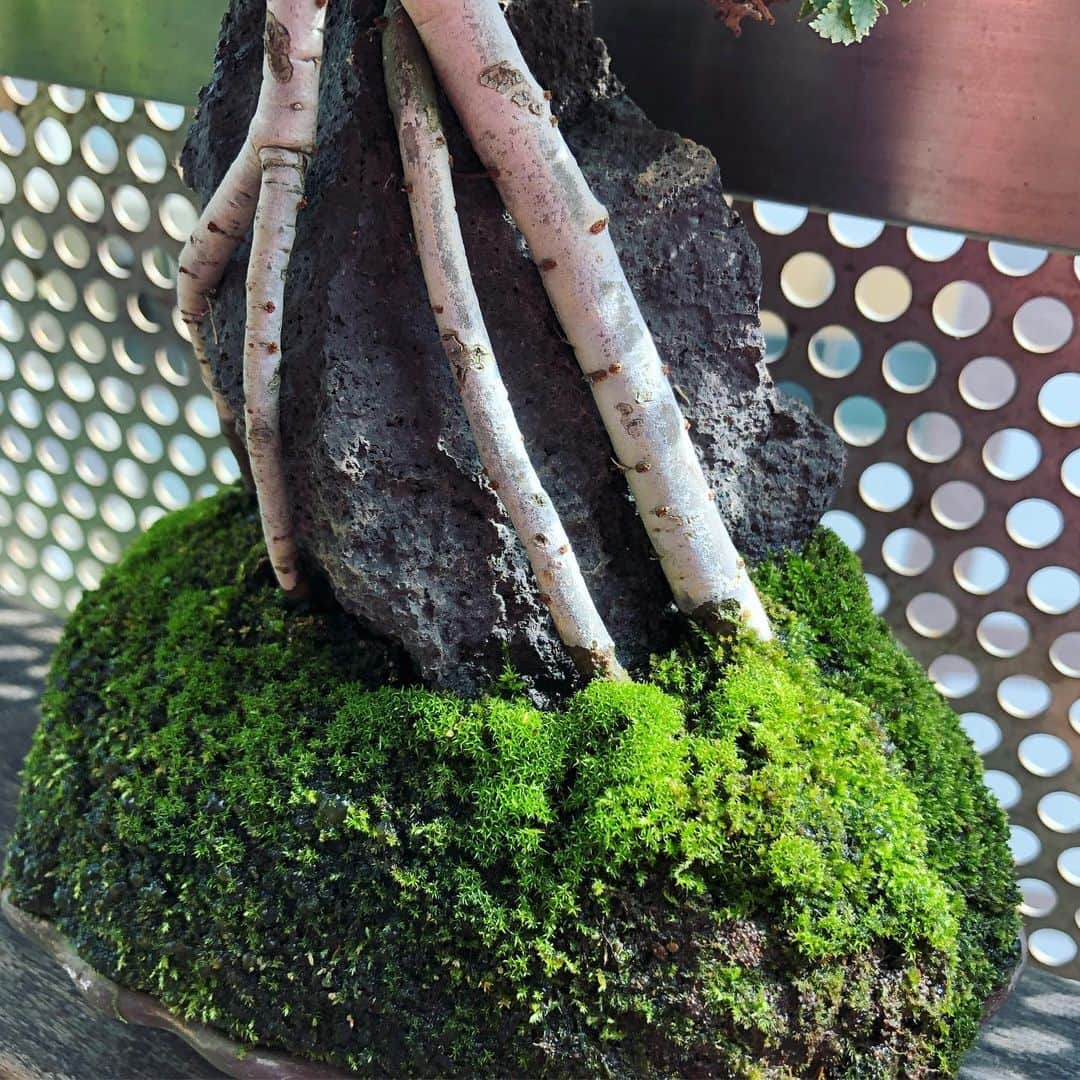 のインスタグラム：「モスがたまらん。#盆栽 #bonsai #bonsaijapan #japanesebonsai #wabisabi #bonsailovers #bonsailife #bonsaitree #bonsaiart #bonsaigram #bonsaiworld #plants #tree #greenlife #greenlifestyle #苔 #moss」