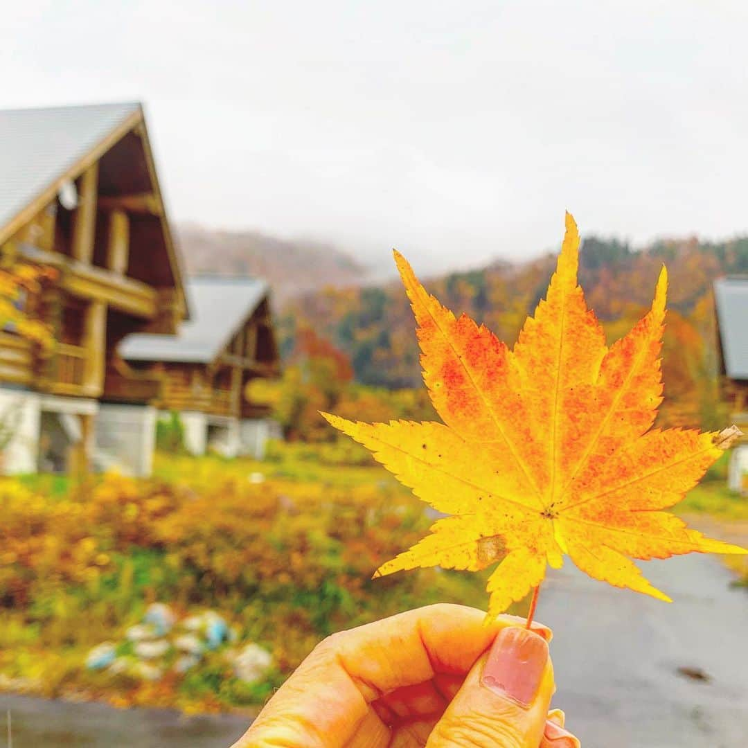 大桃美代子さんのインスタグラム写真 - (大桃美代子Instagram)「紅葉シーズン🍁の銀山平に取材へ。  開高健さんが釣りで訪れた場所。  丸太小屋風の宿泊施設は暖かく、  お風呂は別棟で入れたりします。  紅葉シーズンはおとぎの国みたいにきれいな場所。  新潟に来たら魚沼も是非！  #新潟#魚沼#銀山平#只見湖#大桃美代子#niigata#niigatapic #niigatagram #シルバーライン#タビジョ#lw10月の旅 #autumn#只見線2019」10月28日 14時48分 - miyoko_omomo