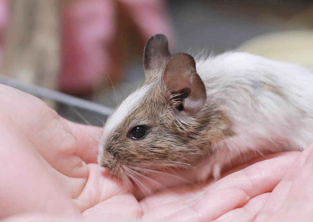 ハムスターのナッパさんのインスタグラム写真 - (ハムスターのナッパInstagram)「Popo.  Popo wanna eat a snack, but she doesn’t want to go on my hand so left her legs on the cage.😂 She is 2 months old, looks like the grey color is darker. The pattern on the face is getting clear...so cute.❤️ . .  ポポ♡ おやつ食べたいけど、なるべく手に乗りたくないからギリギリまでねばる。笑 伸びたお腹こちょこちょしたい😂 ． 生後2ヶ月のポポはだんだん身体のグレー部分が濃くなってきた気がします。 お顔の模様もますますくっきり白が出てきてかわいい♡ - - - ✤ ✤ ✤ ✤ ✤ #Popo #karin #デグー #デグーマウス #デグー初心者 #degu #octodon #デグー好きと繋がりたい #デグーのいる生活 #デグーの可愛さを広めたい #パイド #エキゾチックアニマル #齧歯類 #小動物 #癒し #ペットは家族 #ふわもこ部 #かわいい #petstagram #petscorner #pet #bestanimal #animal #adorable #awww #love #socute #cute #cuteanimalshot」10月28日 15時14分 - ham.nappa