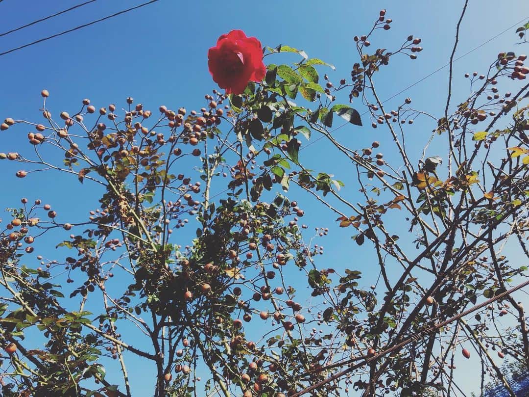 小野真弓さんのインスタグラム写真 - (小野真弓Instagram)「植物たちが生き生きしてます✨ 空気も綺麗でとっても素敵なところにおります(๑･̑◡･̑๑)🍎写真でお裾分け〜✨ #長野県#松川町#林檎#薔薇#植物#秋」10月28日 15時16分 - hanaharuaroi