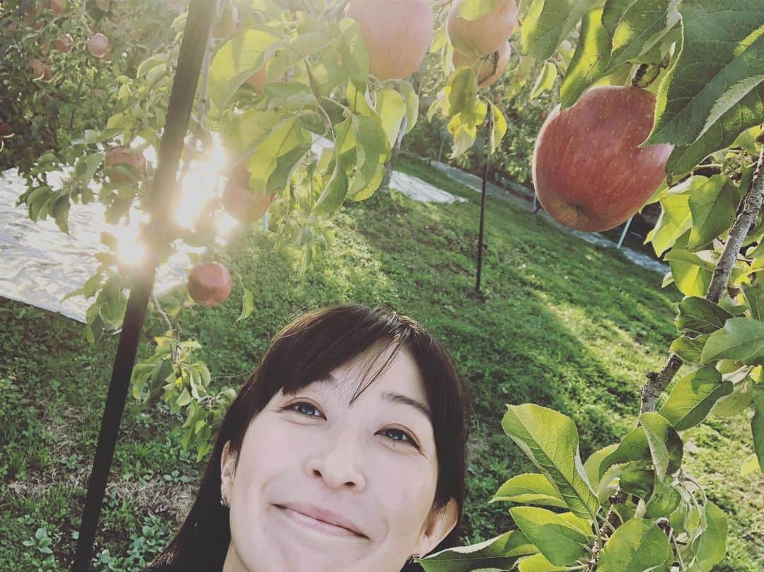 小野真弓さんのインスタグラム写真 - (小野真弓Instagram)「植物たちが生き生きしてます✨ 空気も綺麗でとっても素敵なところにおります(๑･̑◡･̑๑)🍎写真でお裾分け〜✨ #長野県#松川町#林檎#薔薇#植物#秋」10月28日 15時16分 - hanaharuaroi