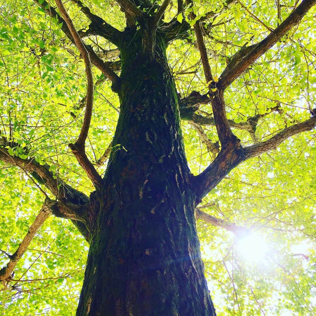 千紘れいかさんのインスタグラム写真 - (千紘れいかInstagram)「I love nature 🌿🌿🌿 #地球は美しい  #自然が好き  #いちょうの木  #今日は新月  #癒し #地球 #秋 #木々」10月28日 15時55分 - chihiro.reika