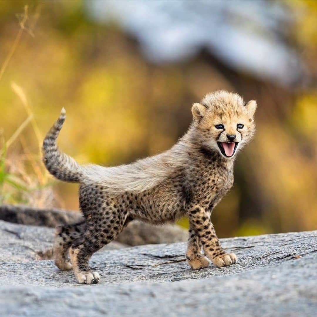9GAGさんのインスタグラム写真 - (9GAGInstagram)「meowhawk⠀ 📹@paultje_nl⠀ -⠀ #cheetah #roar #9gag #wildlife」10月29日 2時10分 - 9gag
