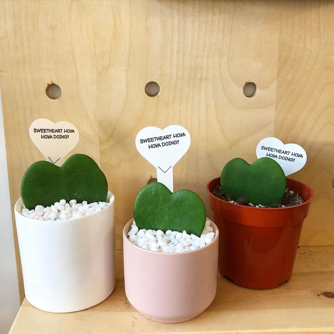 The Louunのインスタグラム：「Heart #hoya from @namoo_la #Plants simply delivered to your door! Shop now: www.benefitplants.com」