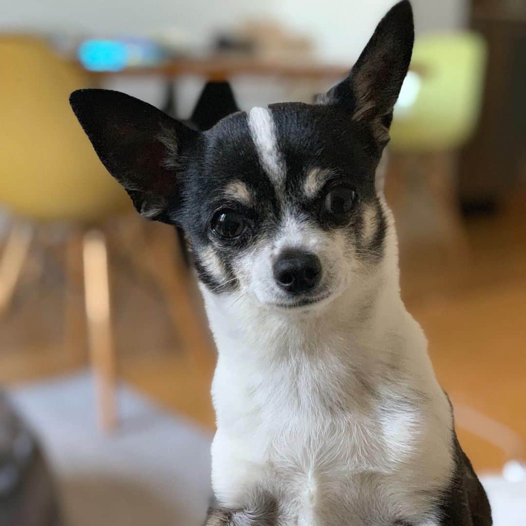 Leslie Camila-Roseのインスタグラム：「Last Friday, Flash left for the other side at 4:40 am. On Monday, he stopped eating and from there everything went fast.  I left him one night in a pet hospital, but decided to take him back home and organized his “moment” in a cozy, quiet, loving space, aka “in bed”... Flash had a kidney chronic disease for years and we knew that this would eventually happened. What I didn’t know was how fast it could happen and how life would become without him.  Around 2AM on Friday I understood Flash was ready to go. I called an extraordinary incredible kind young vet. Before she arrived I explained him what was about to happen, we FaceTimed my parents and Matt, and I tried to put words on the love I have for him.  The vet stayed 1 hour and 40 mins. She explained everything, took her time, talked to him, answered my questions (medical and spiritual) shared her personal experiences with her cat and other little hairy souls.  She checked Flash’s medical record and confirmed it was time... I turned on a nice soft light and prepared a playlist.  I put him on my chest with his face against my lips to shower him with little kisses. She then sent him to sleep... He was relaxed, calm, ready. I talked to him before, during and after the process. He left in peace with so much Love and grace. I kept him against me for a while, as if I needed to process that all of this was real, we then put him in a cute burrito position rolled into a soft blanket Matt bought for him a couple days ago. He looked so beautiful and at peace.  And then they left.  His soul is gone and back where it belongs. The cremation was today. I will receive the ashes this week. I promised Flashoupichu that I will spread some of them to the Machu Pichu, LA, and his favorite back yard in the alps. ;) Flash was the most loving soul. My heart is in peaces and I can’t imagine what life is going to be without him. He was my everything, my best friend.  He licked my tears and literally pat my face when I was sad. Today all I have is his memory to turn my tears into smiles.. Au revoir mon amour de Flash 💕✨」