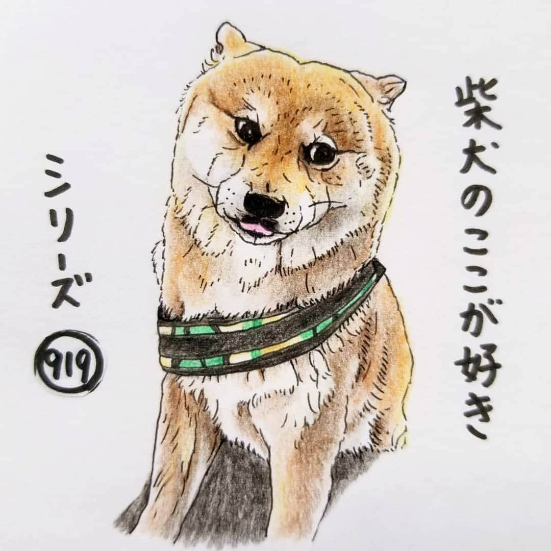 ハナとソラさんのインスタグラム写真 - (ハナとソラInstagram)「#ここ柴部 『柴犬のここが好きシリーズ919』 見たいけどこわい こわいけど見たい… 見るのはこわいから、耳だけそちらに向けるとこ。 * No.919 “I can't look back because I'm afraid.” * モデルは @shokichi_shiba0817 さんとこのしょうきちくんです💕 #柴犬のここが好き #favoritepartsofshibainu #illustration #dogart #drowing #colorpencil #shibastagram #shibainu #柴犬 #イラスト #しばすたぐらむ #いらすとぐらむ #柴公園 #柴公園イラスト #色鉛筆 #柴公园插图」10月28日 18時23分 - nsdikm_hanasora