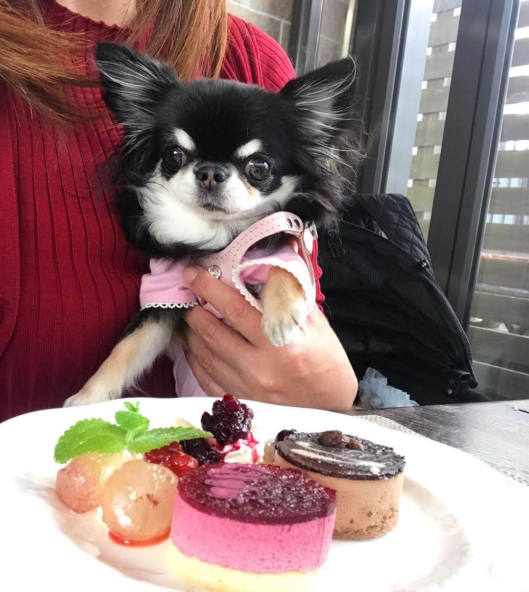 kayoのインスタグラム：「* * 美味しかった〜😋💗 * * Melon💗 * * #chihuahua#chihuahualove#dogstgram#dog#instadog#チワワ#チワワ大好き * *」