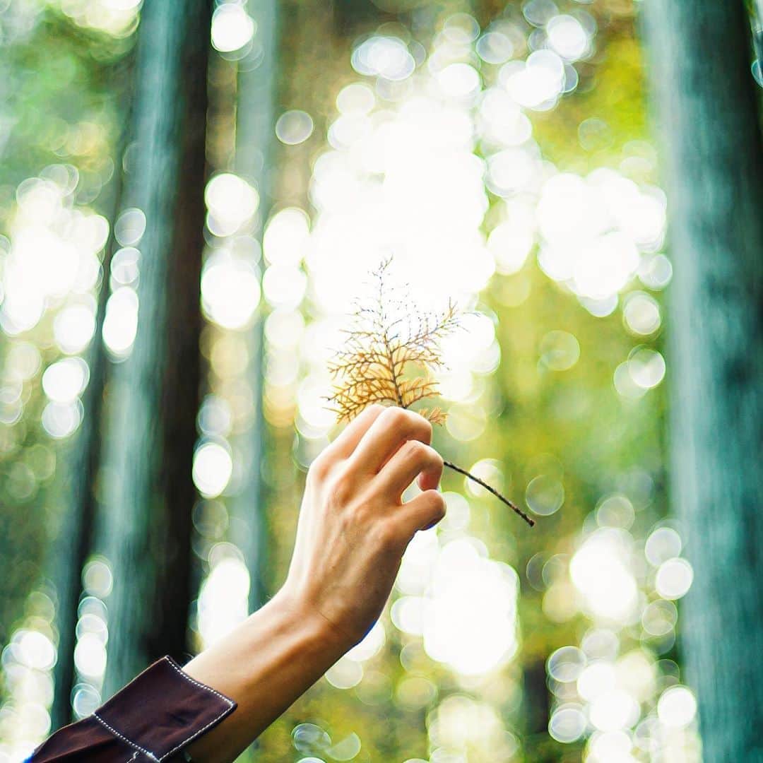 国分真央さんのインスタグラム写真 - (国分真央Instagram)「. 色付き始めた葉や枝を見つけると 嬉しくなる🍁」10月28日 19時12分 - mao_kokubu
