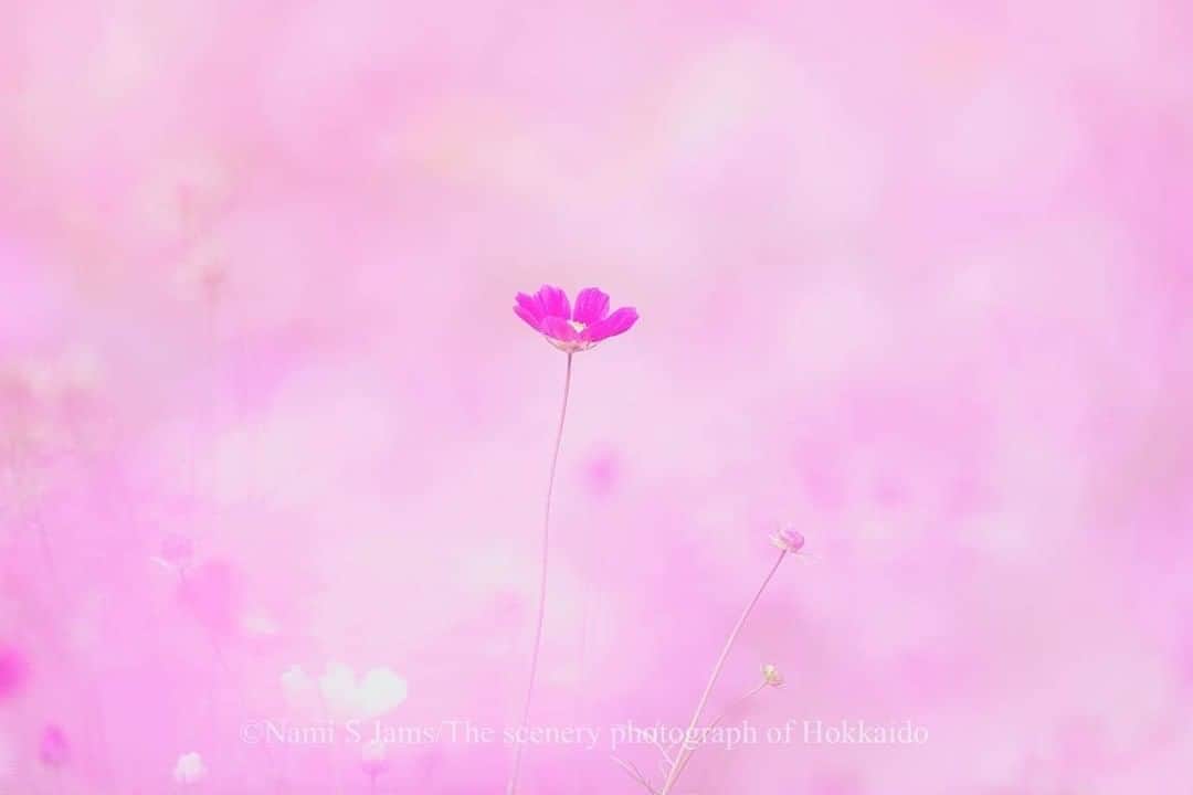 花の写真館のインスタグラム：「Photo by @nami_s_james.⠀ https://instagram.com/nami_s_james/⠀ .⠀ Original Post[投稿頂いたURL]⠀ https://www.instagram.com/p/B2kWkOpgKLF/⠀ .⠀ 本アカウントは、 #私の花の写真 をつけてInstagramに投稿された皆さまの花の写真や、「花の写真館」Facebookページで投稿された花の写真を紹介します。⠀ 「花の写真館」Facebookページは、「 @floral.photograph 」のプロフィールにあるURLからご覧ください。⠀ .⠀ #花の写真館 #floralphotograph #floralphoto #flower #flowers⠀ Follow: @floral.photograph」