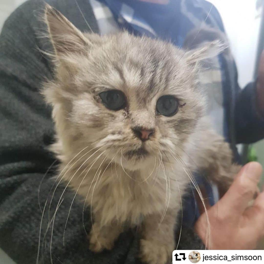 イ・エルのインスタグラム：「#repost @jessica_simsoon ・・・ . 모임 단톡 방에 어떤 분이 올리셔서 공유 합니다. 인천 구월동이라고 하셨는데 고양이가 자꾸 쫓아왔대요. 집을 나왔다가 길을 잃었거나 아니면 유기된 고양이 같아요. 혹시라도 찾는 분이 있을까 하여 공유합니다.  그리고 유기된 고양이라면 임보나 입양처도 필요할거 같아서요.고양이 아는 분이 아니시라 도움이 필요할거 같아요! 도와주세요.」