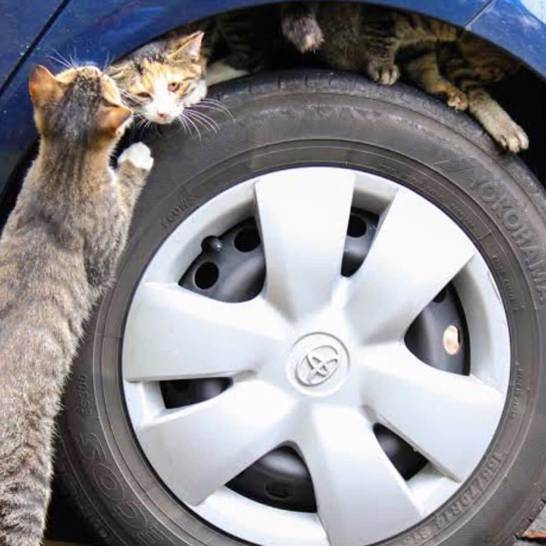 I love Russianblueさんのインスタグラム写真 - (I love RussianblueInstagram)「小さな命を救う🚗 「猫バンバン」の季節になりました。 車に乗る前に、車の周囲や中に猫がいないか確かめる行為…それが「猫バンバン」です。エンジンルームに猫が入り込むトラブルが多発しています。痛ましい事故から猫の命を守るために、ドライバーの方は「猫バンバン」をお願いします😸🙏 実際に「バンバン」と大きな音が立つほど強く叩く必要はありません。むしろ、大きな音に驚いて猫が怯えてしまい、さらに奥に入り込んでしまうこともあります。 コンコンと軽く叩いて様子を見て、動物の気配を感じたら実際にボンネットを開けて確認をお願いします。 またエンジンルームだけでなく、車の下や車体とタイヤの間も猫がよくいる場所です。 発車前に車の周囲を目視で確認し、フェンダー部分なども軽く叩いてみてしっかりと確認することが重要です。 車に乗る前に1分だけ小さな命の為に時間を使ってあげてください🙏 ・ ・ ・ #Russianblue #sundayfunday #katze #catsofinstagram #catoftheday #cutecat #catlover #kitty #ねこ#ilovemycat #cute #猫 #gato #러시안블루 #topcatphoto #日産 #catvideo #kitten  #instacat #meow #cats #cats_of_Instagram  #ふわもこ部  #にゃんすたぐらむ #weeklyfluff #catloversworld #dailyfluff #고양이  #냥스타그램 #ロシアンブルー」10月28日 19時57分 - teruchan0823