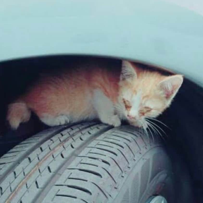 I love Russianblueさんのインスタグラム写真 - (I love RussianblueInstagram)「小さな命を救う🚗 「猫バンバン」の季節になりました。 車に乗る前に、車の周囲や中に猫がいないか確かめる行為…それが「猫バンバン」です。エンジンルームに猫が入り込むトラブルが多発しています。痛ましい事故から猫の命を守るために、ドライバーの方は「猫バンバン」をお願いします😸🙏 実際に「バンバン」と大きな音が立つほど強く叩く必要はありません。むしろ、大きな音に驚いて猫が怯えてしまい、さらに奥に入り込んでしまうこともあります。 コンコンと軽く叩いて様子を見て、動物の気配を感じたら実際にボンネットを開けて確認をお願いします。 またエンジンルームだけでなく、車の下や車体とタイヤの間も猫がよくいる場所です。 発車前に車の周囲を目視で確認し、フェンダー部分なども軽く叩いてみてしっかりと確認することが重要です。 車に乗る前に1分だけ小さな命の為に時間を使ってあげてください🙏 ・ ・ ・ #Russianblue #sundayfunday #katze #catsofinstagram #catoftheday #cutecat #catlover #kitty #ねこ#ilovemycat #cute #猫 #gato #러시안블루 #topcatphoto #日産 #catvideo #kitten  #instacat #meow #cats #cats_of_Instagram  #ふわもこ部  #にゃんすたぐらむ #weeklyfluff #catloversworld #dailyfluff #고양이  #냥스타그램 #ロシアンブルー」10月28日 19時57分 - teruchan0823