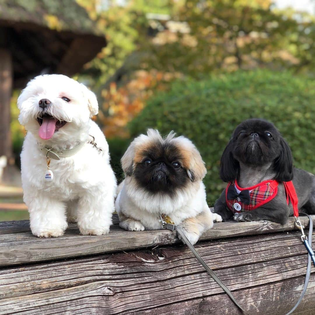 マルチーズ兄妹♡おかゆとおもちのインスタグラム