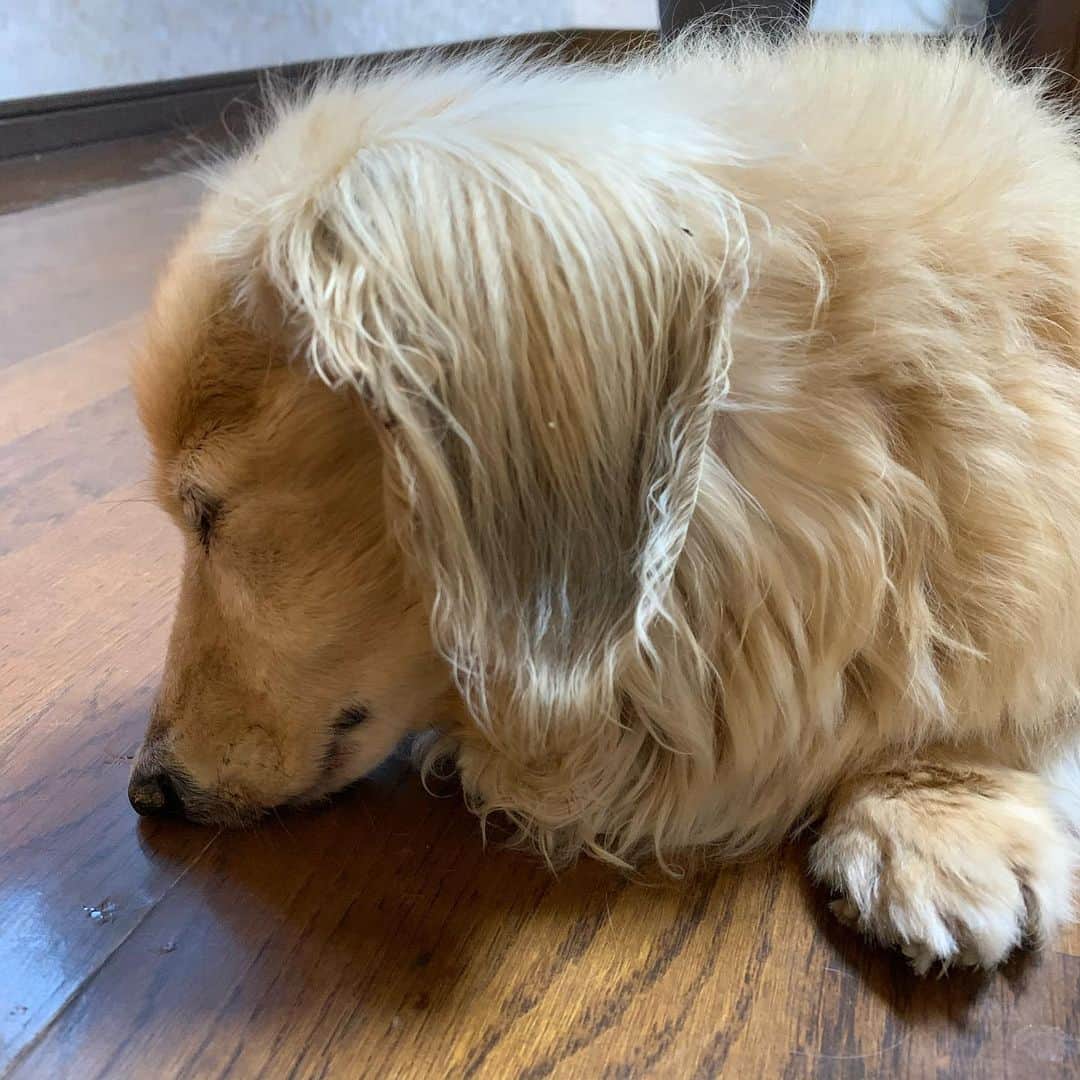 ハッチ＆ニコのインスタグラム：「朝ごはん待ち切れず 寝落ちハッチ🐶💤 #カメラ嫌い同好会 #pecoいぬ部 #犬の生活が第一 #癒しわんこ #dachshund #犬バカ部 #短足部 #ふわもこ部 #tokyocameraclub #東京カメラ部」