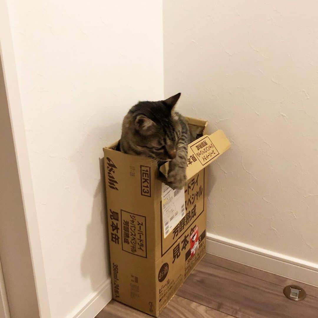 のインスタグラム：「・ 私の#愛猫 ちゃんっ🐈」
