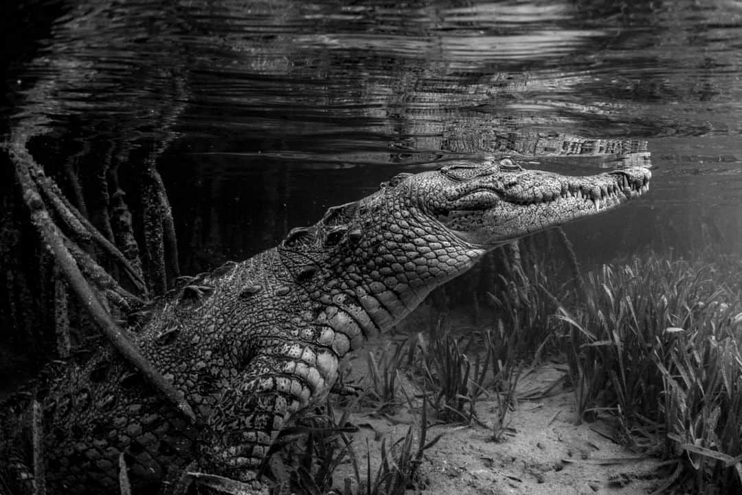 National Geographic Travelさんのインスタグラム写真 - (National Geographic TravelInstagram)「Photo by Cristina Mittermeier @Mitty | I have always had a fascination with crocodiles. American crocodiles range from Florida to Mexico and all the way to some countries in the Caribbean, like Cuba, where I photographed this handsome fellow on expedition with @SeaLegacy. The locals call him Niño, which means "kid" in Spanish. Niño likes to hide in the mangrove forests of the Gardens of the Queen, where he hunts for small fish and hutias (large rodents that live among the branches of the mangrove trees). Follow me @Mitty to find out what it's like to get in the water with these agile prehistoric predators and learn why we need to do more to protect them. #Crocodile #Cuba #ExtinctionEndsHere #BlackandWhite」10月28日 21時07分 - natgeotravel