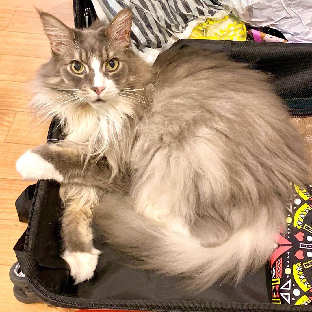 のインスタグラム：「#ぷーぷー がスーツケースの中から21時半をお知らせします。  #ねこ #猫 #メインクーン #cat #catstagram #catsagram #catsofinstagram #cats_of_world #catlover #catlovers #catholic #cat_of_instagram #catlife #mainecoon #mainecoonlife #mainecoonlover #fluffy #bigcat #ねこ部 #ふわもこ部 #メインクーン部  #にゃんすたぐらむ #ねこすた #ねこすたぐらむ  #ねこと暮らす」