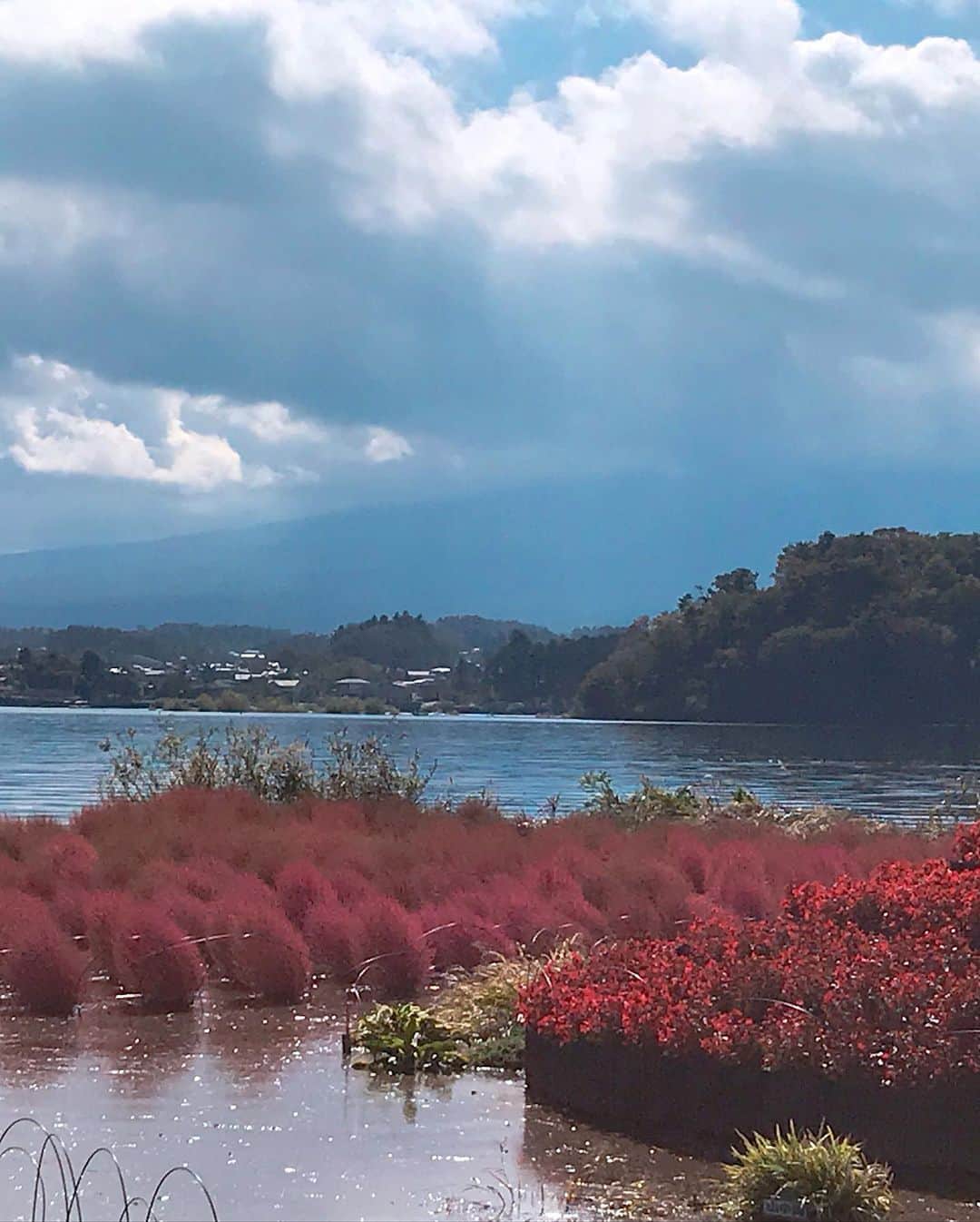 益子直美さんのインスタグラム写真 - (益子直美Instagram)「去年、番組で3ヶ月移住体験していた河口湖へ。 お世話になった大石公園。 皆様にお会いできてよかった！ かわいい花たちに本当にいつも癒される！ お手入れの仕方や花の植え方など、いつも参考にさせていただいてます！ 富士山は隠れていたけど、赤く色づいたコキアが出迎えてくれました‼️ 台風の大雨の影響で湖沿いのコキアが水没してしまっていました。 紅葉にはまだ少し早かったので、また11月中頃、行きたいな！  #河口湖  #大石公園  #コキア  #garden」10月28日 21時48分 - naomi.masuko