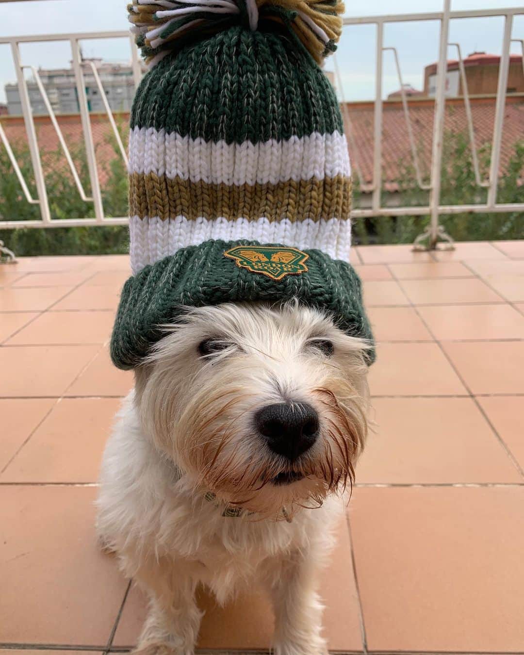 ミレイア・ベルモンテ・ガルシアのインスタグラム：「London is a big supporter of the @isl_londonroar 🐶🦁」