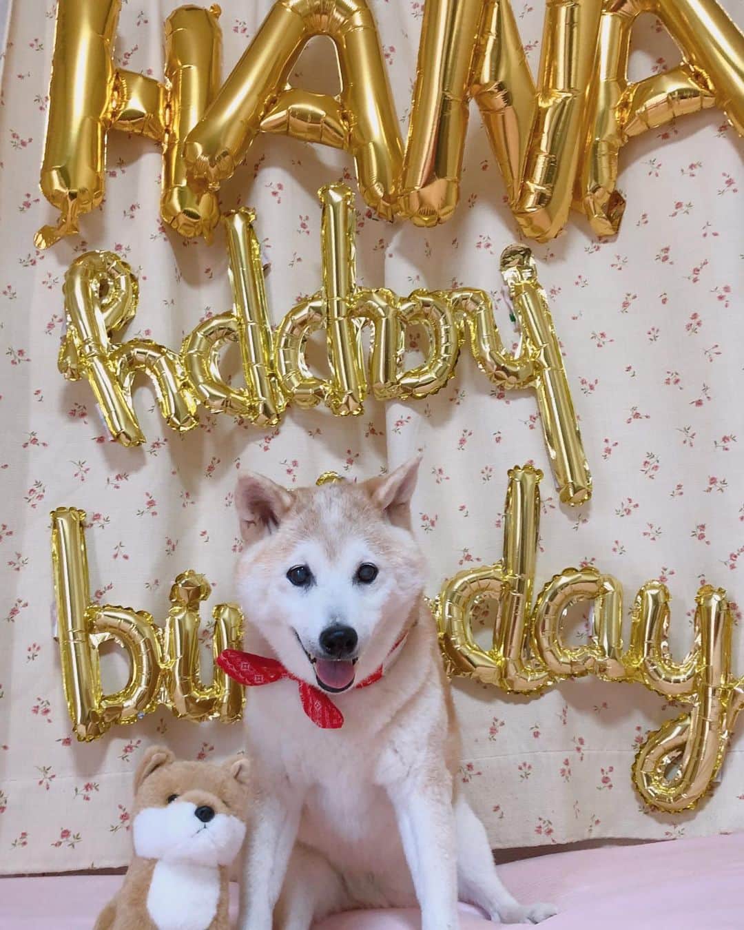 のインスタグラム：「今日はうちの柴犬、はなちゃんのお誕生日でした🎂 お誕生日おめでとう🎈 ． 愛されて16周年🌼 毛艶もつやつやですし おめめもタピオカのようにまるいですし 今日も世界一可愛いです💖 ． 📸 happyが逆さまで痛恨のミスw でも頑張ったから良し！😂笑 ． #柴犬 #柴犬はなたま  #美魔女柴犬 #めざせ17歳 #元気に長生き #シニア犬 #shibainu」