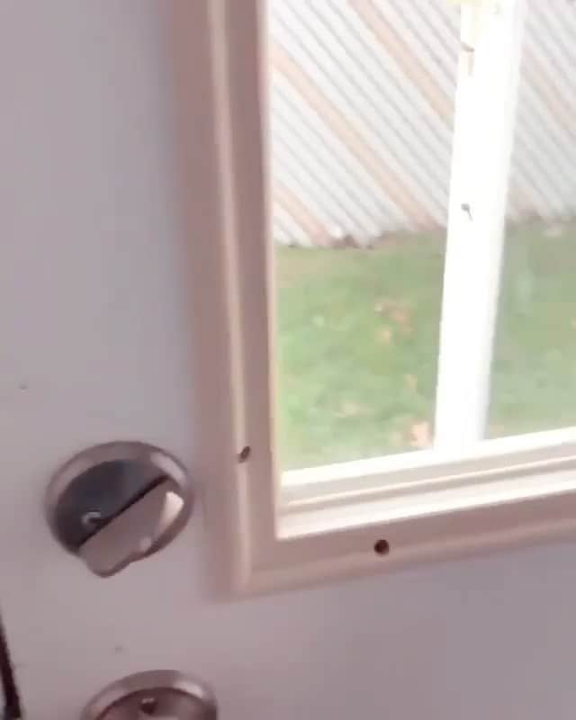 The Critter Havenのインスタグラム：「Halloween is creeping around the corner!  Video by @winstonthefrenchiee_  #TheCritterHaven」