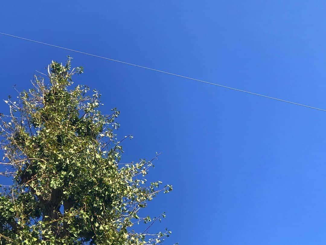 土屋太鳳さんのインスタグラム写真 - (土屋太鳳Instagram)「今日はとてもいいお天気でした。 作品の世界は晴れやかではないのですが、 移動のときに見る空は本当に綺麗で いちょうの葉の色は変わりつつあるのに 鮮やかな青が 館山の夏を思い出すようでした。 映画「日輪の遺産」は たくさんの大先輩がたと出会わせていただいた スタートの作品だったと思います。 中でも、 八千草薫さんとご一緒した時間は 短い時間ではあったのだけれど 視線、姿勢、声、 本番も待ち時間も、全ての佇まいが 「女優」という生き方を教えてくださったように 感じる時間でした。 これからいろいろな役と出会うけれど、 あのとき感じたものを心に灯し続けて、 がんばろうと思います。」10月28日 22時55分 - taotsuchiya_official