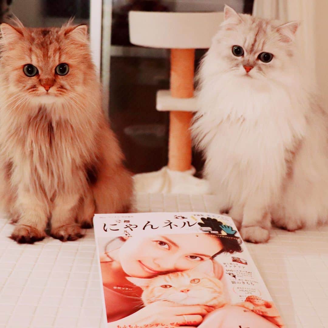 兄弟猫と私と夫の2トムのまいにちさんのインスタグラム写真 - (兄弟猫と私と夫の2トムのまいにちInstagram)「僕たちが"にゃんネル"に載ったなの。 かわいいニャンコ盛りだくさんの ムック本だよ。  1ページまるっと、僕たちの載ってるなのよ。 えへへなの。  よろしくね。  #リンネル別冊ムック本 #にゃんネル」10月28日 23時22分 - maamiff
