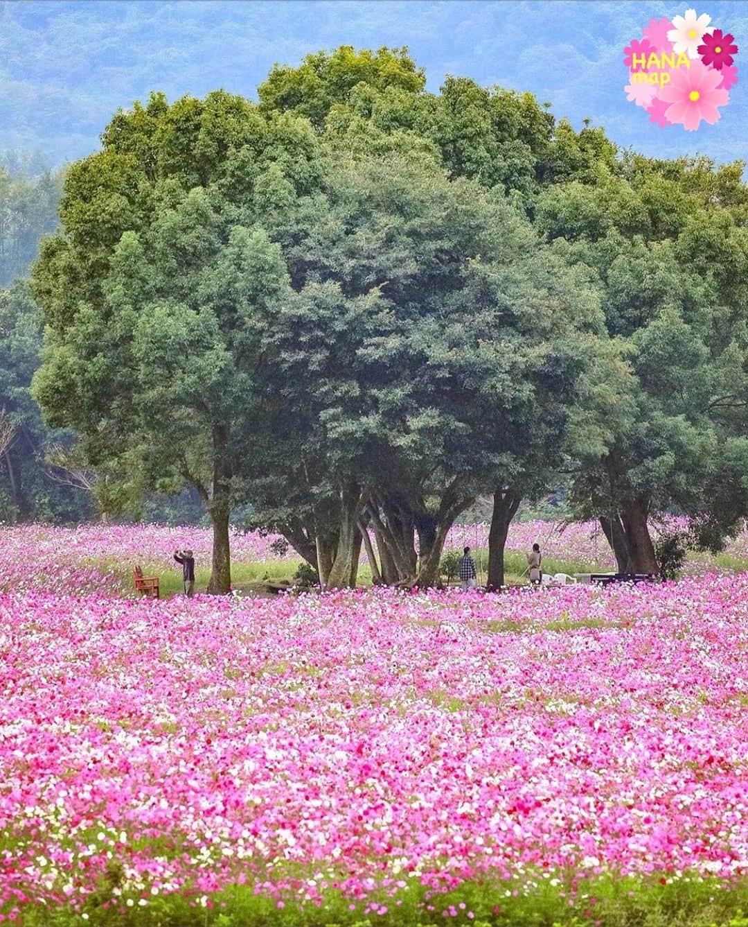 はなまっぷ❁日本の花風景さんのインスタグラム写真 - (はなまっぷ❁日本の花風景Instagram)「🌼🌸はなまっぷの秋桜まつり🌸🌼 * @_sorakumo さんの 秋桜に花まるを💮 * 雨にも負けず風にも負けず可憐でひたむきな秋桜をありがとうございます😊🌸 * 長崎　#しまばら火張山花公園 Shimbara Hibaruyama Flower Park, Nagasaki Pref. * 🌼コスモスの花言葉🌼 乙女の真心、調和 * 🌸•••🌼•••🌸•••🌼•••🌸•••🌼•••🌸 * 🌼🌸はなまっぷの秋桜まつり🌸🌼 〜10/31頃まで #はなまっぷ  のタグの中から、秋桜のお写真をご紹介させていただきます。期間中はランダムに、複数枚投稿でもご紹介させていただく場合がございます。 * #秋#秋桜#コスモス#花#花畑 * 🌸•••🌼•••🌸•••🌼•••🌸•••🌼•••🌸 *」10月28日 23時42分 - hanamap