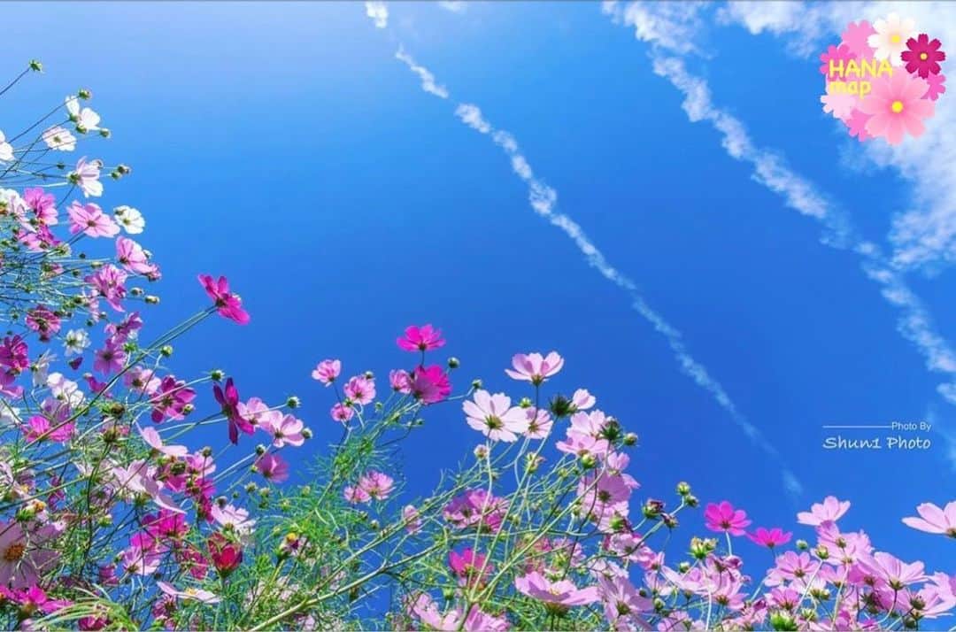 はなまっぷ❁日本の花風景さんのインスタグラム写真 - (はなまっぷ❁日本の花風景Instagram)「🌼🌸はなまっぷの秋桜まつり🌸🌼 * @shun1_photo さんの 秋桜に花まるを💮 * 雨にも負けず風にも負けず可憐でひたむきな秋桜をありがとうございます😊🌸 * 広島　#世羅ゆり園 Serayurien, Hiroshima Pref. * 🌼コスモスの花言葉🌼 乙女の真心、調和 * 🌸•••🌼•••🌸•••🌼•••🌸•••🌼•••🌸 * 🌼🌸はなまっぷの秋桜まつり🌸🌼 〜10/31頃まで #はなまっぷ  のタグの中から、秋桜のお写真をご紹介させていただきます。期間中はランダムに、複数枚投稿でもご紹介させていただく場合がございます。 * #秋#秋桜#コスモス#花#花畑 * 🌸•••🌼•••🌸•••🌼•••🌸•••🌼•••🌸 *」10月29日 0時00分 - hanamap