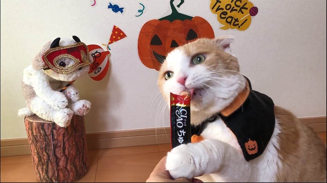 いなば CIAOちゅ～るさんのインスタグラム写真 - (いなば CIAOちゅ～るInstagram)「‪もうすぐハロウィン🎃🧟‍♀️🧟‍♂️‬﻿ ‪聞こえてきませんか…猫ちゃんたちの声……🐈‬﻿ ﻿ ‪／‬﻿ ‪トリック or ちゅ〜る！‬﻿ ‪ちゅ〜るくれないと、‬﻿ ‪いたずらしちゃうぞ〜👻‬﻿ ‪＼‬﻿ ﻿ ‪ハロウィン篇TVCMも公開中🧛‍♀️‬﻿ ‪https://www.inaba-petfood.co.jp/campaign/ciaochuru_2019/‬﻿ ﻿ ‪#ハッピーハロウィン #ciaoちゅーる #trickortreat #trickorchuru #halloween2019」10月29日 0時02分 - ciao_campaign