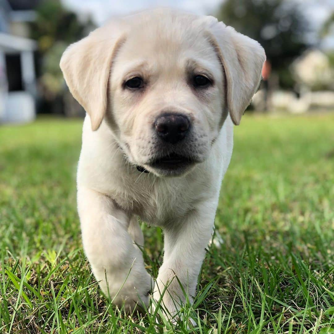 Huckのインスタグラム：「George cruising into Monday like... . . . . . . . . . #georgeofthejungle #talesofalab #fab_labs_ #thelablove_feature #talesofalabpuppy #labrador_class #worldofmylab #puppygram #yellowlab #puppiesofinsta #yellowlaboftheday #labphotooftheday」