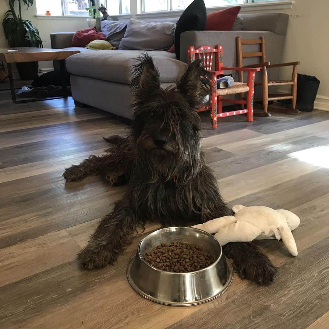 カイル・ガルナーのインスタグラム：「Morning muppet with his new baby. He will now eat his food laying down like the weirdo he is. #dog #dogs #dogsofinstagram #pup #puppy #muppet」