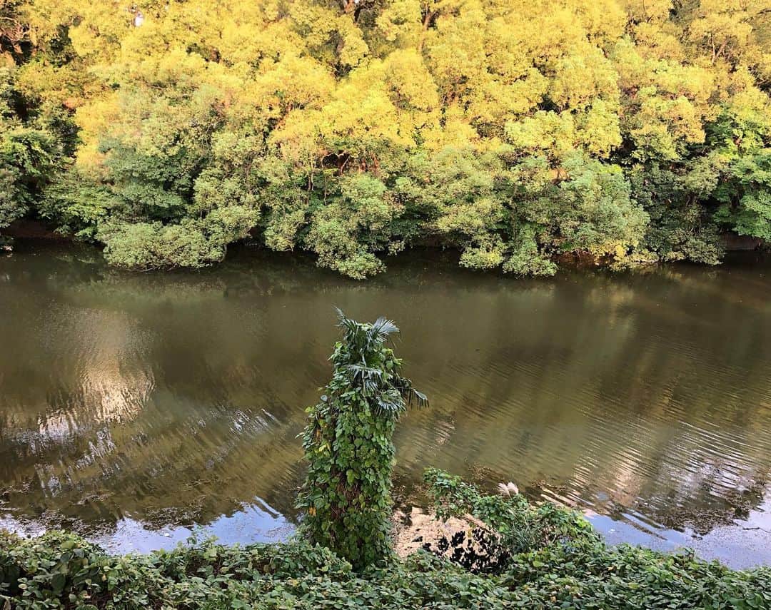 久保ミツロウのインスタグラム：「🚶‍♀️👟👟🌲🌳🍂 Autumn is coming in Tokyo🍁」