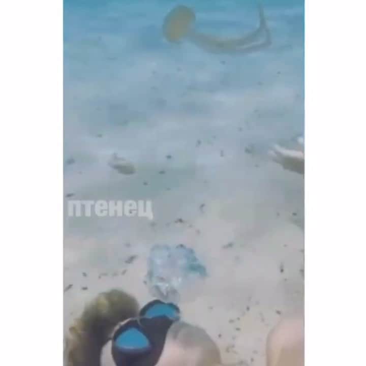 WildLifeのインスタグラム：「Repost from @discoversharks 😒😳thoughts ? Video by unknown , reposted from @ptencoff」