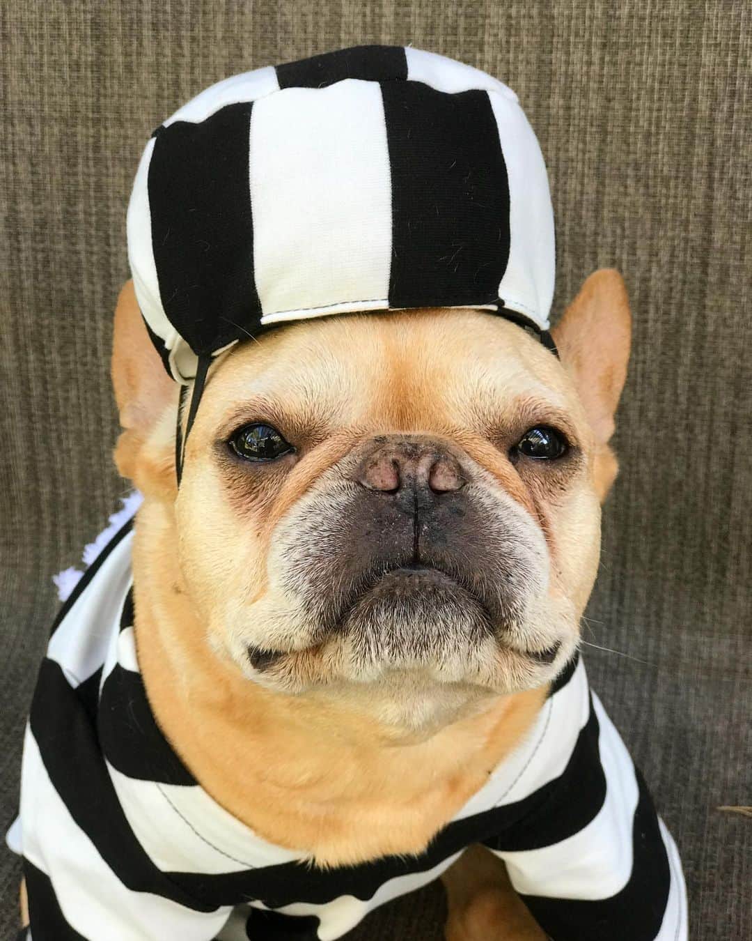 Hamlinさんのインスタグラム写真 - (HamlinInstagram)「Deep thoughts...if the warden let prisoners take their own mug shots, would they be called “cellfies”? 🤗😐🙁😫 Looks like I’m going to get 20 days in minimum security prison for that joke. .......... #halloween #costume #jokes」10月29日 11時33分 - hamlin_the_frenchie