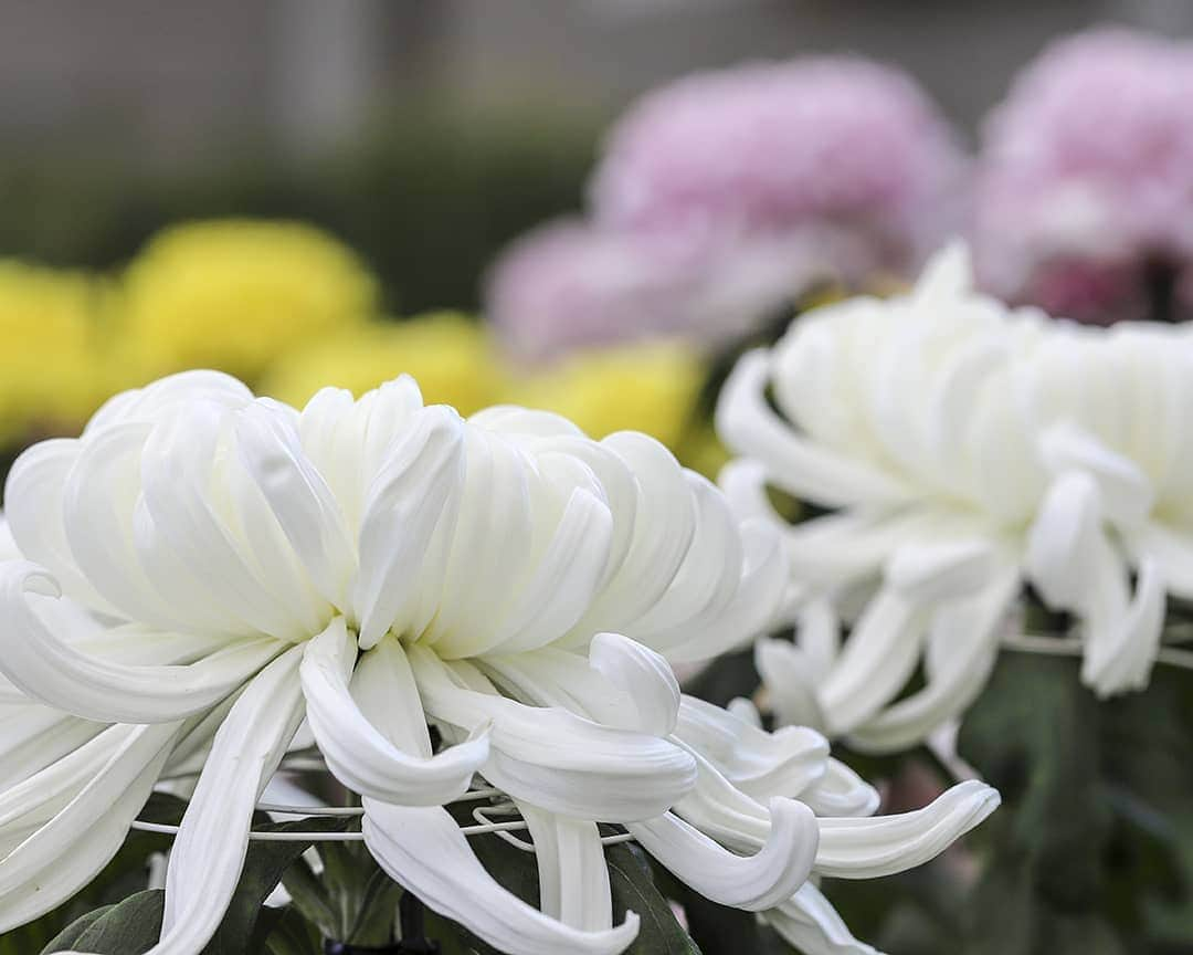 愛知県田原市さんのインスタグラム写真 - (愛知県田原市Instagram)「Let's enjoy autumn flowers. 大きい秋、みーつけた  #渥美半島菊花大会 はじまるよー #ふんわりまんまるの大きな菊 #サンテパルクたはら にて #ピンクに黄色、白色、オレンジ #カラフルな菊を楽しんで  #10月29日から11月5日まで #サンテパルクたはら　サンテドームにて https://www.taharakankou.gr.jp/event/000019.html  #たはら暮らし * #菜の花浪漫街道 #scenic_jp#海 #渥美半島#田原市#田原#伊良湖岬#伊良湖#赤羽根#tahara#irago#akabane#サーフィン#surfing#田舎暮らし#日々の暮らし#休日の過ごし方#スローライフ#instagramjaran#igersjp#scenic_jp」10月29日 12時19分 - tahara_kurashi