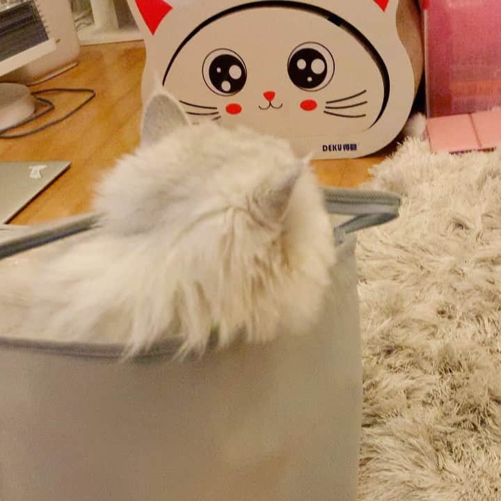 BeBeのインスタグラム：「peek a boo👻👻💓かわいいがたくさん詰まってる🥺🥺💓#videooftheday #cat #kitty #kittycat #kittensofinstagram #meow #eyes #ilovecat #hubcats #catsofinstagram #petsofinstagram #猫　#ねこ #bebechannel #persiancat #adorable #kawaii」